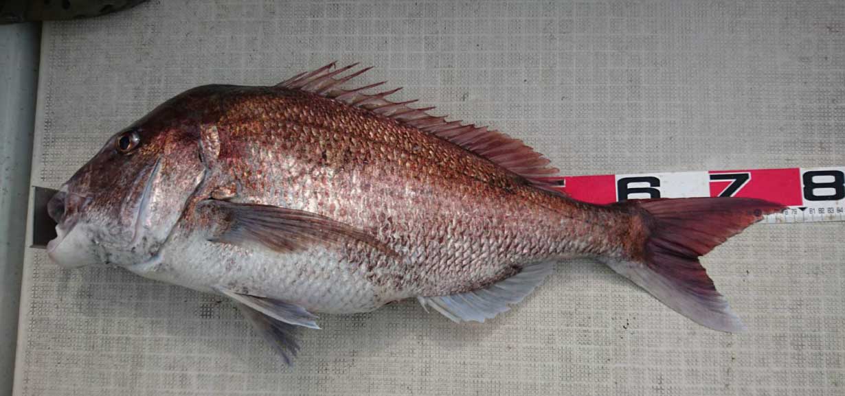 大物コンテスト